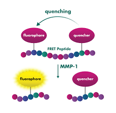 It may also be known by other terms such as a proteinase and peptidase, depending on the. Protease Assay Services Reaction Biology
