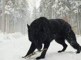 Mystical Strong And Independent A Pure Embodiment Of The Wilderness Wolf Dog Animals Largest Wolf