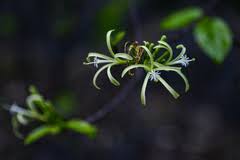 Image result for Turraea mombassana