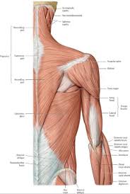 Instant anatomy is a specialised web site for you to learn all about human anatomy of the body with diagrams, podcasts and revision questions. Muscle Anatomy Physiology Health Fitness Training Muscle Bone Arm Shoulder Neck Back Human Body Anatomy Muscle Anatomy Shoulder Muscle Anatomy