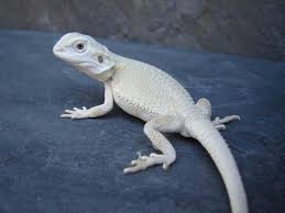 Baby Black Bearded Dragon For Sale Pin By Veronica 11 On Animals Bearded Dragon Funny Baby Bearded Dragon Bearded Dragon
