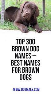 Find the perfect name for your chocolate lab puppy. Top 300 Brown Dog Names Best Names For Brown Dogs Brown Dog Names Dog Names Brown Dog