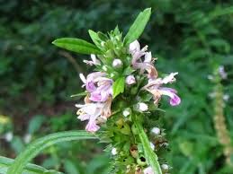 Image result for Leonurus japonicus