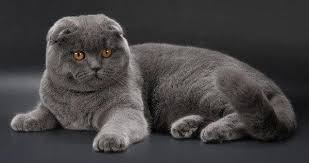 Haftanin Kedisi Scottish Fold Diger Kedi Hekimligi Dernegi Khedi Facebook