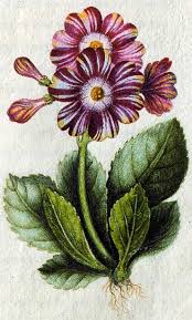 A Florilegium Is A Flower Book Which Is Usually Compiled For Scientific Purposes Alexander Marshal C Botanical Drawings Botanical Illustration Botanical Art