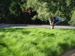 Florida's climate is filled with rain, humidity, heat and even hurricanes. Red Fescue Meadow Grass I Want To Roll Around In This Lawn Alternatives Fescue Lawn Replace Lawn