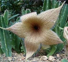 The cactus flower is a symbol of maternal love because it can thrive in harsh conditions and therefore symbolic. The World S Smelliest Flowers Interflora