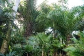 Image result for Raphia ruwenzorica