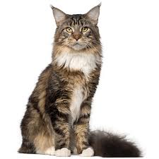 A munchkin female trying to give birth to maine coon kittens could be difficult and even dangerous. Maine Coon Cat Breed Information Temperament Health