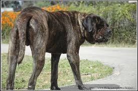However, people should know that this dog can be a loving and affectionate companion. Bullmastiff Dog Tail Bullmastiff Dog Information Center