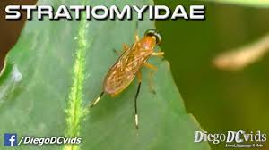 Image result for Striga junodii