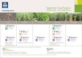 Fertiliser Application Strategies For Sugarcane Yara India