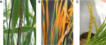 Puccinia spp. ile ilgili görsel sonucu
