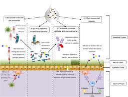 Human Milk Oligosaccharides Shaping The Infant Gut Microbiota And Supporting Health Sciencedirect