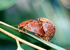 Image result for Paropsia braunii