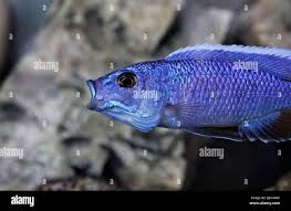 Image result for Triainolepis africana