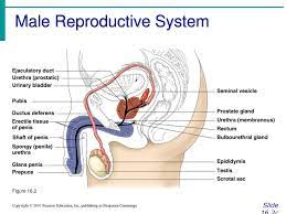 Chapter 16 The Reproductive System Ppt Video Online Download