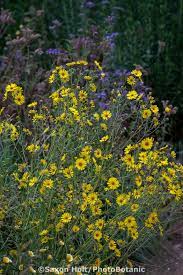 We're a little later than much of california so for you these natives may be flowering in july, or even late june. Holt 1129 096 Tif Photobotanic Stock Photography Garden Library Pollinator Garden Wild Flowers California Native Plants
