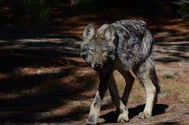 An Eastern Wolf In Algonguin Park Canadian Wildlife Endangered Wildlife Animals