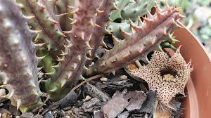 Image result for Orbea lugardii