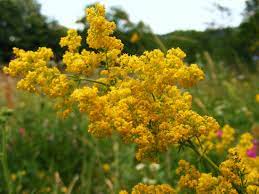 Dragaica, sanziene, lipicioasa (galium aparine), inchegatoare, smantanica, petela reginei, sanziana alba (gallium mollugo). Ceasca De SÄƒnÄƒtate 9 Motive SÄƒ IubiÅ£i Florile De Sanziene Click Mobile