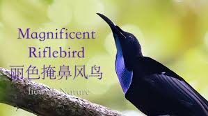 08:29 pati labelle escort video editado edited video. Liewwk Nature Liewwk Nature Photography Blog
