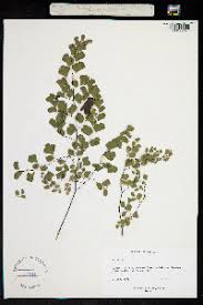 Image result for Adiantum poiretii