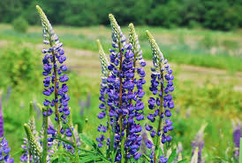 Image result for Adenodolichos