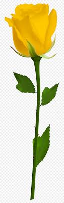 We did not find results for: Yellow Rose Clipart Border Rose Border Png Stunning Free Transparent Png Clipart Images Free Download