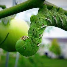 Plant varieties which produce within the silks the same toxin as bt and may also have husks which are tight around the ear. Rid Your Garden Of Tomato Hornworm Caterpillars Naturally Organic Authority