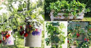 Strawberries don't need a lot of root space, and can be grown about 6 inches apart. 9 Unbeatable Diy Ideas For Growing Strawberries In A Little To No Space Balcony Garden Web