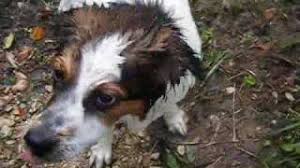Maybe you would like to learn more about one of these? Shepherd Brittany Puppy Mix Plays In Water Youtube
