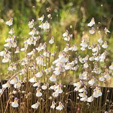Image result for Utricularia