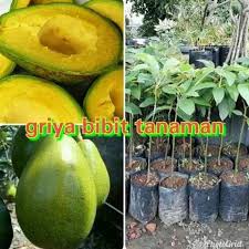 Gambar sketsa buah pisang awali dengan membuat garis lurus, kemudian buat juga lengkung untuk memperkuat garis sebelumnya. Bibit Buah Alpukat Mentega Kendil Jumbo Super Asal Okulasi Dm2018 Bibit Tanaman Sayur Buah Buahan Bunga Hias Dalam Pot Anggur Pemutih Badan Komplit Murah Hidroponik Aquascape Hidup Sedap Malam Mawar