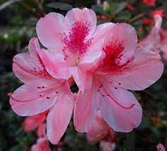 Flowering Pink Azalea Lifelens Azalea Flower Pink Azaleas Azaleas
