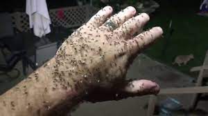 Led Lights Don T Attract Bugs Ha Youtube