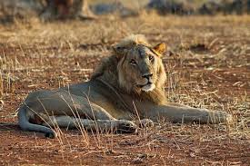 Animaux D Afrique Liste Noms Et Photos De 80 Exemples Cubes sonores animaux de la savane. animaux d afrique liste noms et