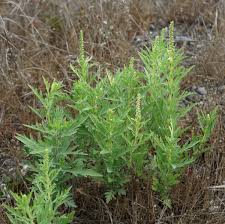 Image result for Acalypha psilostachya