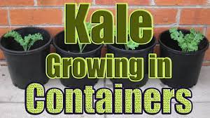 Youtube Growing Kale Grow Kale In Containers Growing Vegetables In Containers