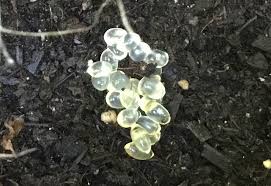 Dried leaf with a baby little slug on it. Slug Eggs What S That Bug