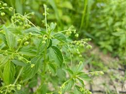 Image result for Micrococca mercurialis