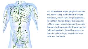 Lymphatic Drainage Immune System Support Natural Detox