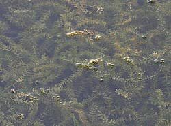 Image result for Hydrostachyaceae