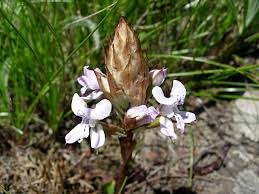 Image result for Disa saxicola