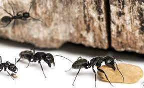 Carpenter ants are controlled through the application of insecticides and sprays in. Get Rid Of Carpenter Ants Naturally Preventing Ant Infestations