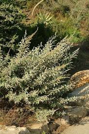 Image result for Searsia refracta