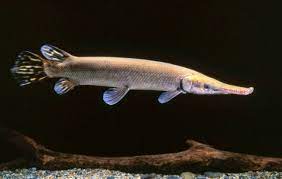 Cara Ternak Ikan Aligator Ikan Buaya Ternak Ikan Hias