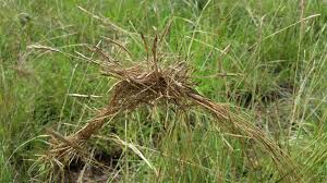 Image result for Heteropogon
