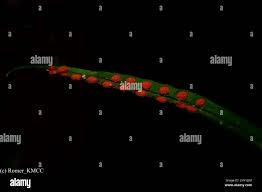 Image result for Lepisorus excavatus