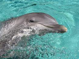 We did not find results for: How To Swim With Dolphins In South Padre Getaway Usa